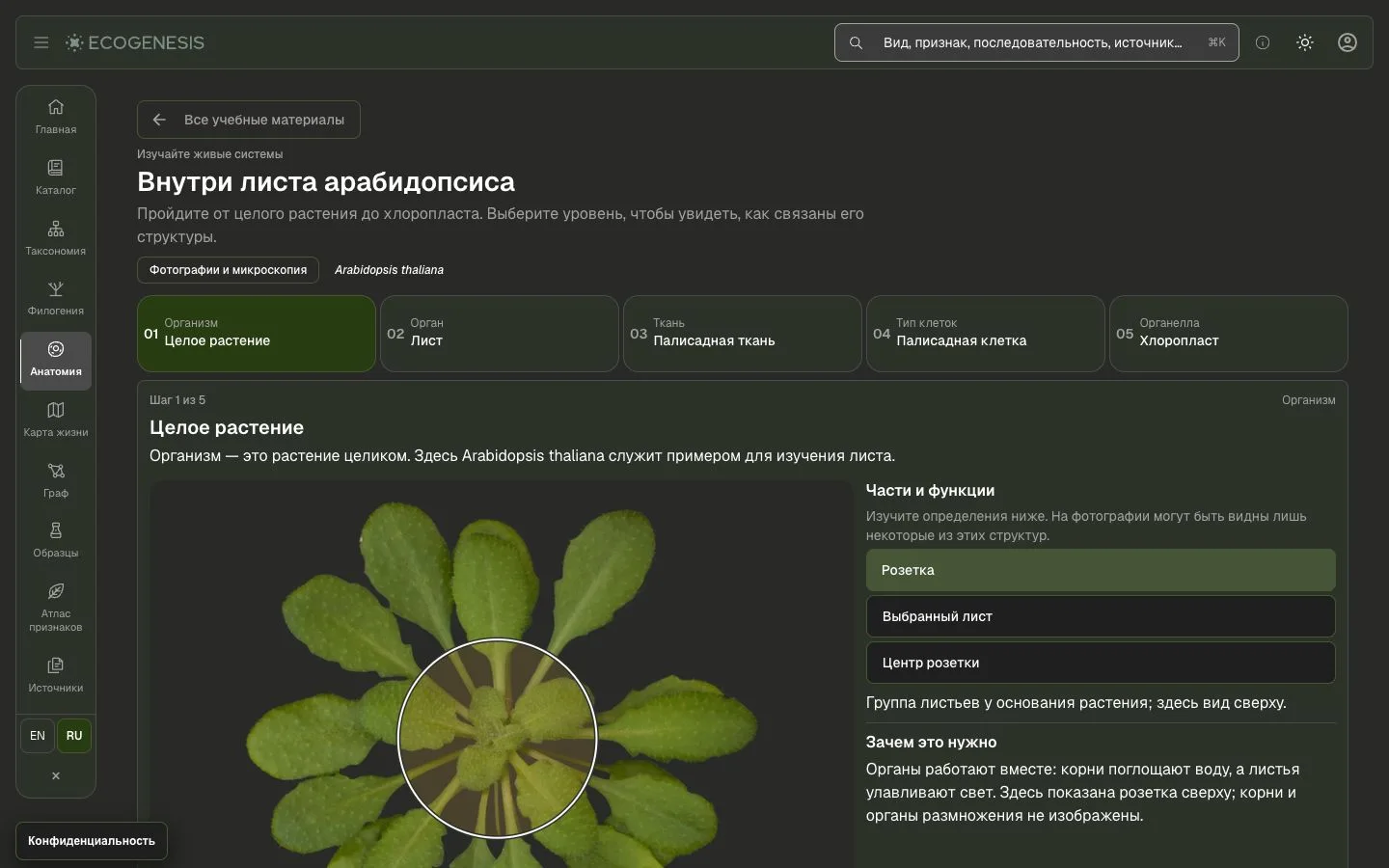 Rosette image: Charles Andrès, Wikimedia Commons, CC BY-SA 3.0; shown within the original product interface.