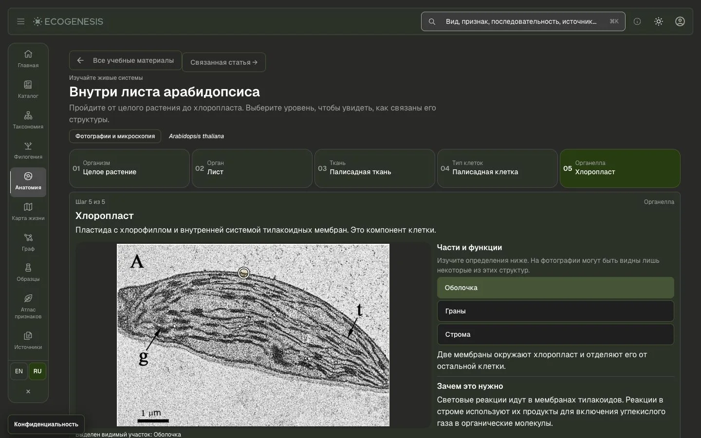 Microscopy: Peharec Štefanić, Koffler, Adler & Bar-Zvi (2013), CC BY 4.0; original in ecogenesis.world.